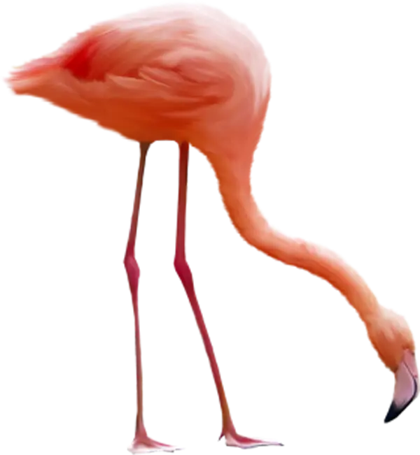 Realistic Flamingo Standing in Natural Pose