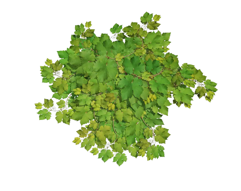 Green Plant Foliage