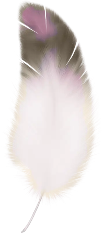Soft White Feather