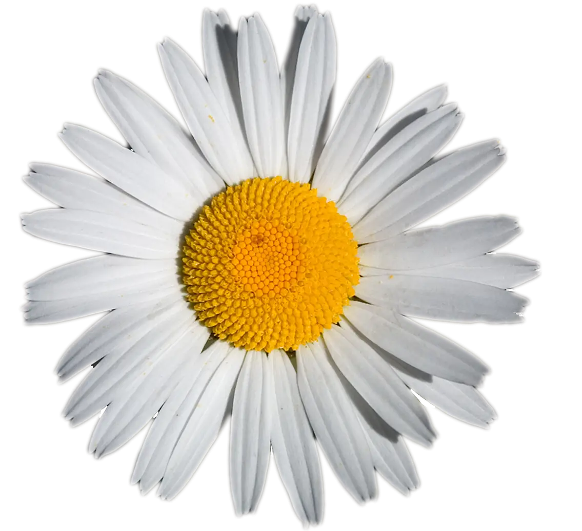 White Daisy with Yellow Center