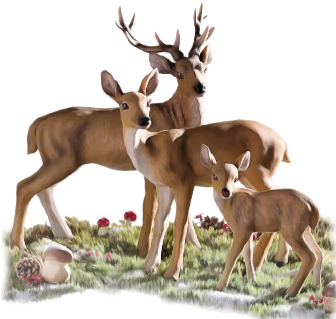 Deer Family in the Forest