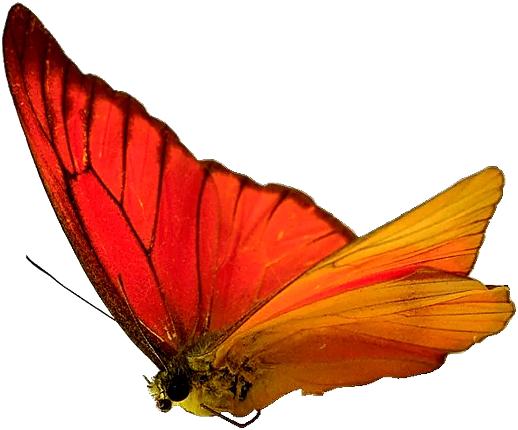 Vivid Orange Butterfly Illustration