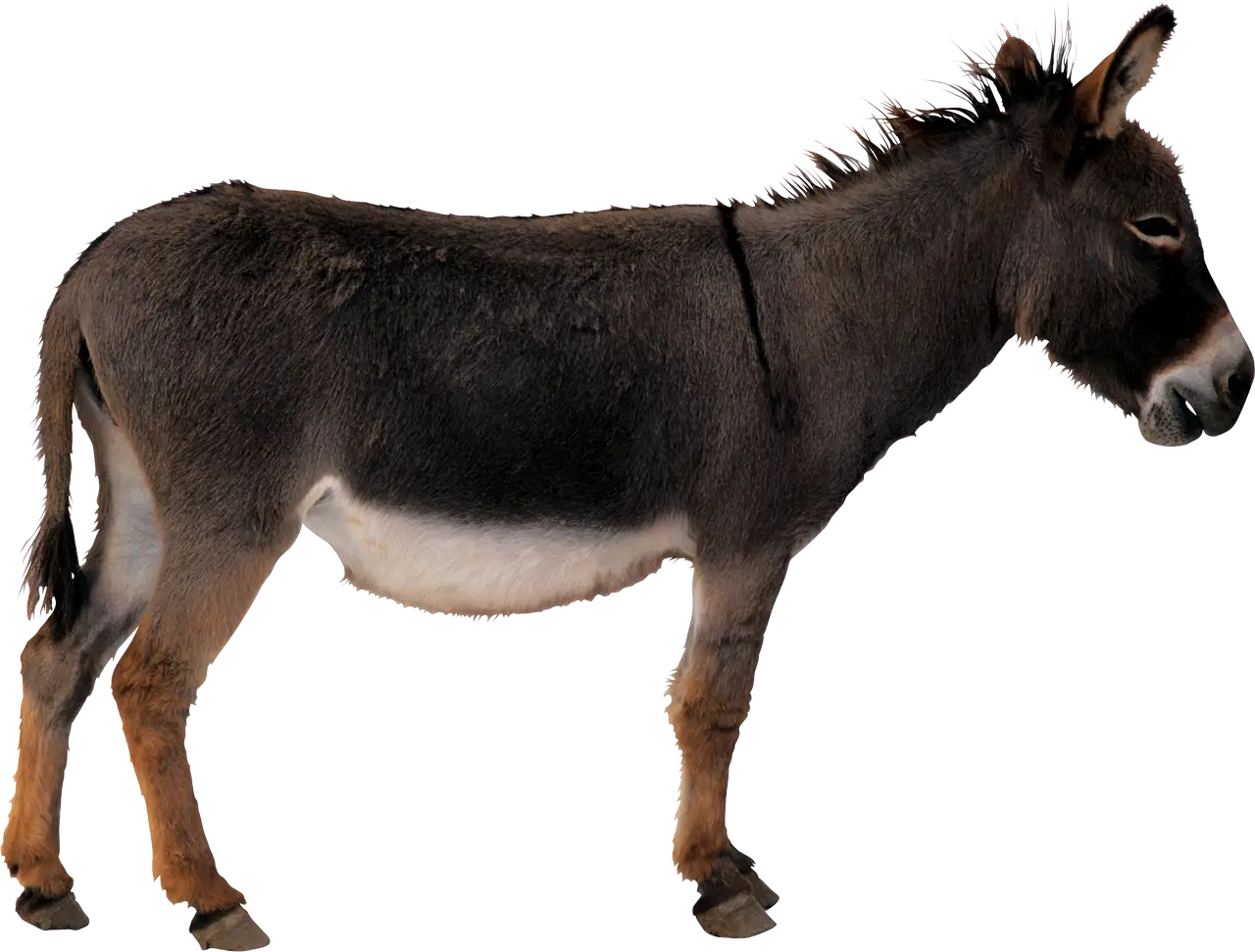 Standing Brown Donkey on Transparent Background