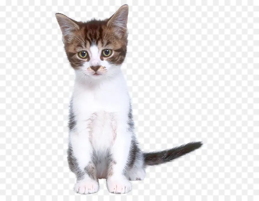 Cute Sitting Kitten in Perfect Pose