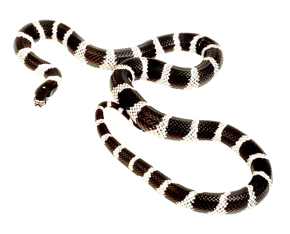 Striped Black and White Snake