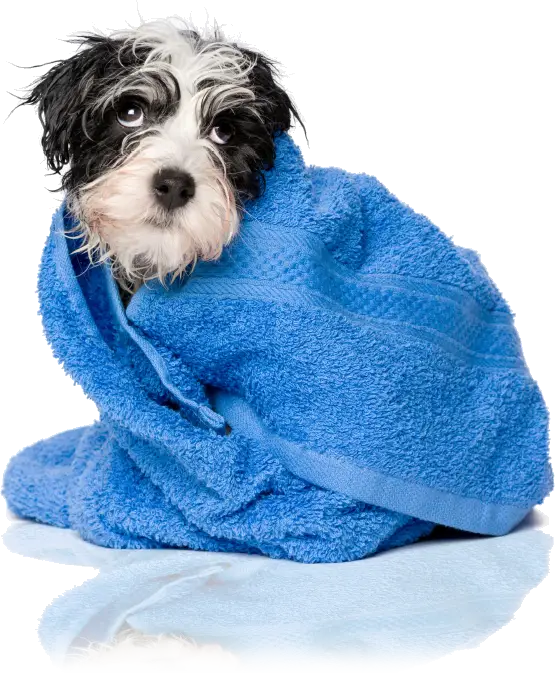 Wet Dog Wrapped in Blue Towel