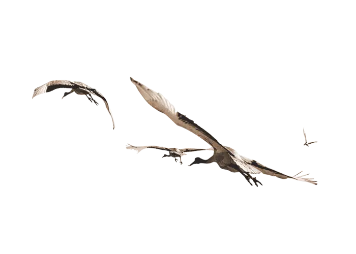 Flying Birds in the Sky