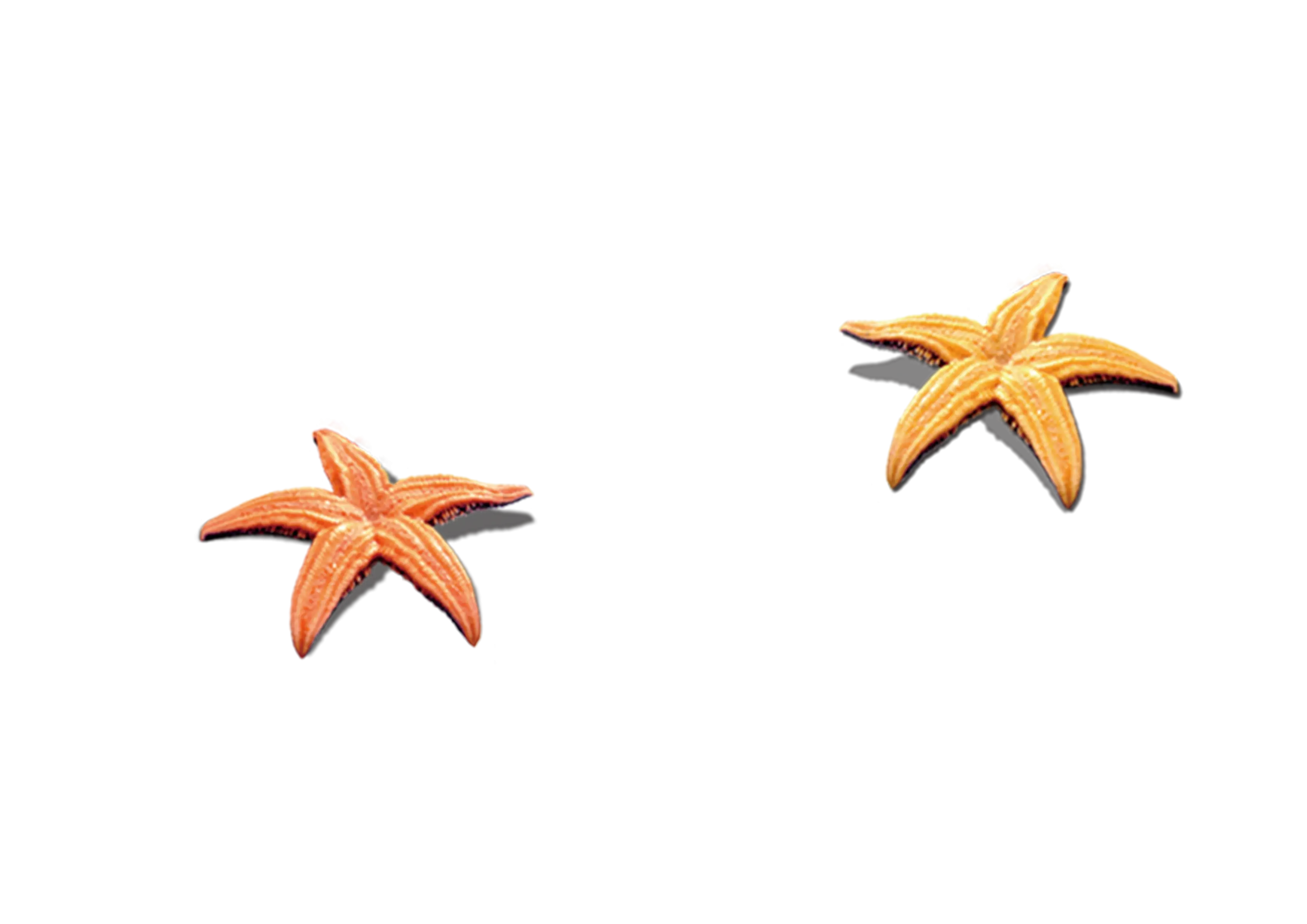 Two Orange Starfish Design