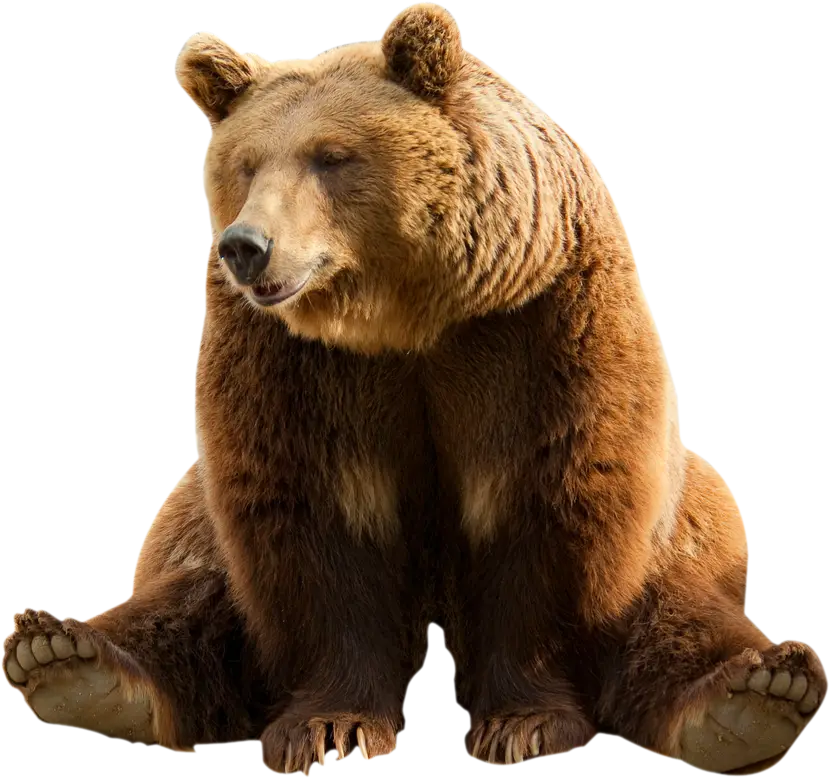Sitting Brown Bear
