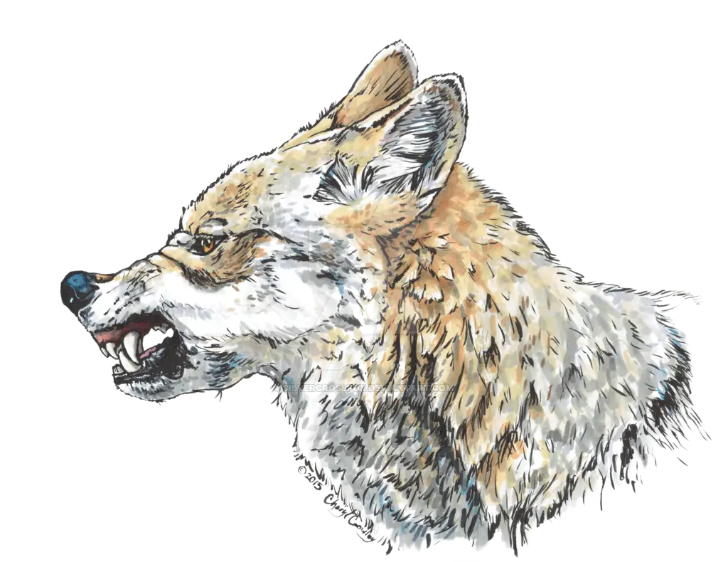 Angry Wolf Illustration with Snarling Expression