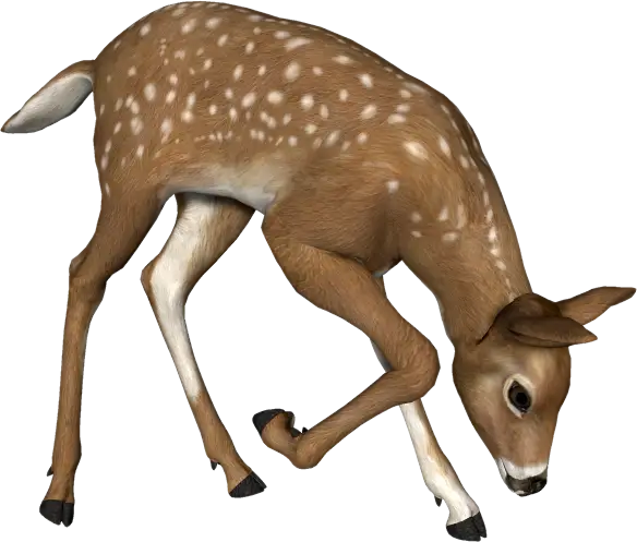 Young Fawn Standing in Pose