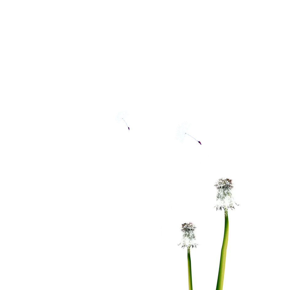 Dandelion Seeds Ready to Blow