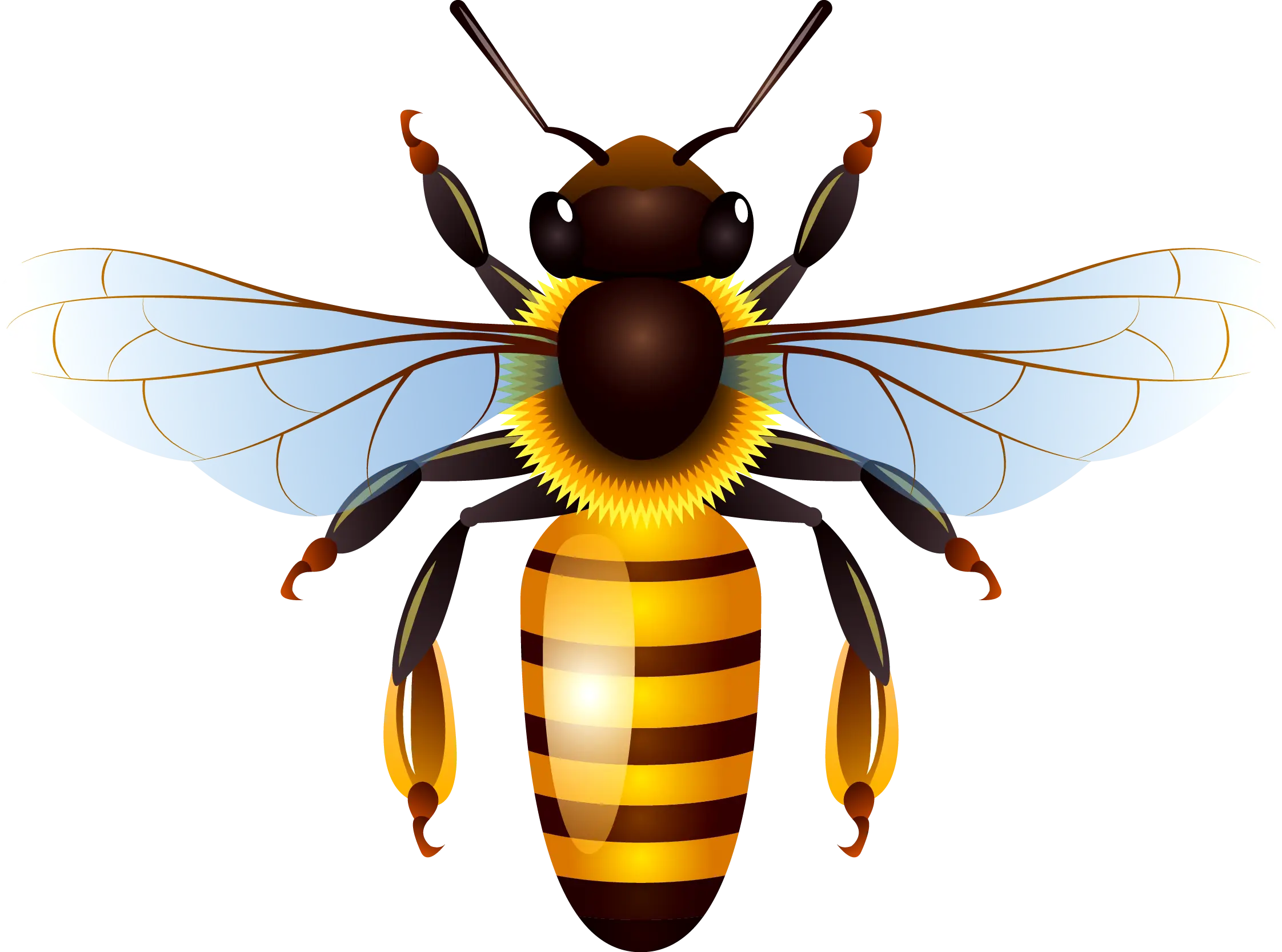 Detailed Honey Bee Illustration