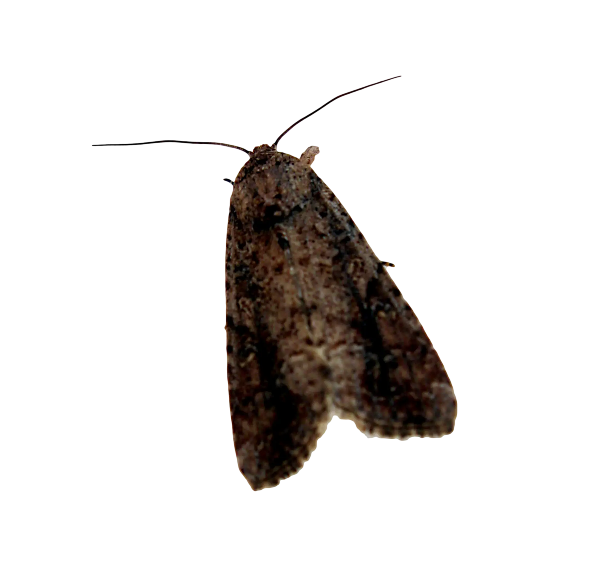 Brown Moth