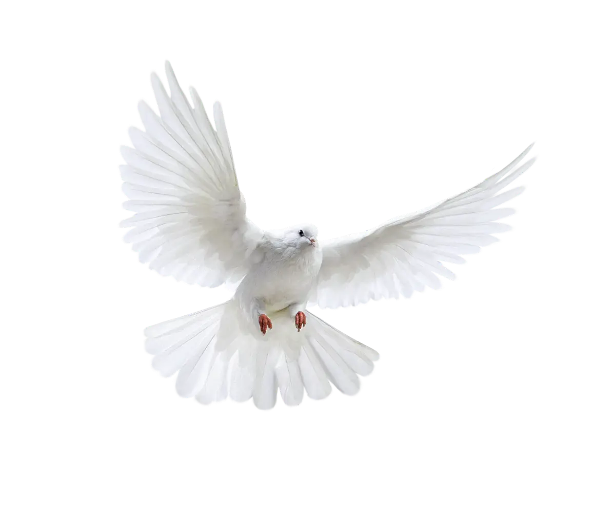 Graceful White Dove in Motion