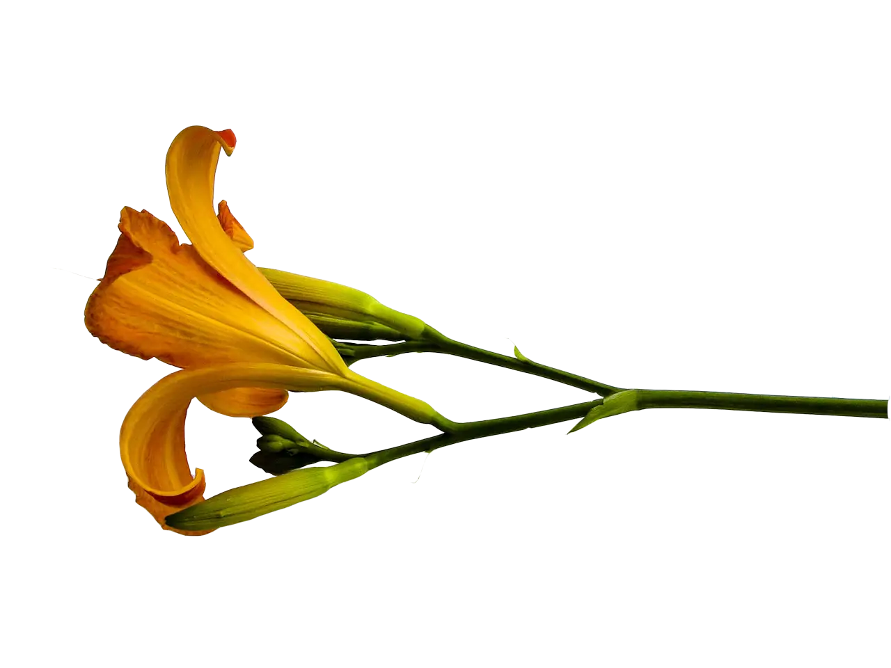 Orange Lily Flower with Stem