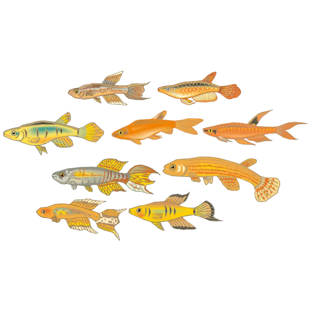 Colorful Tropical Fish Collection