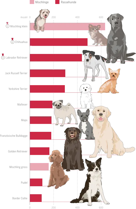 Dog Breeds Popularity Chart