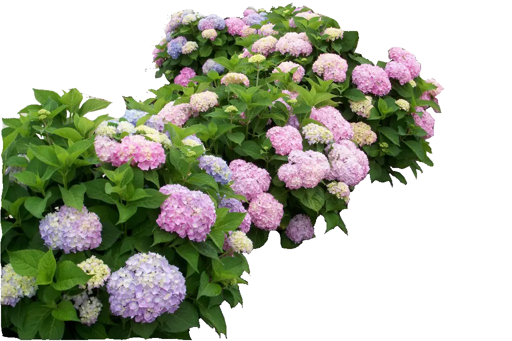 Hydrangea Bushes in Bloom