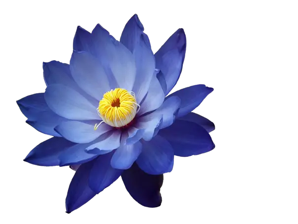 Exquisite Blue Lotus Flower with Yellow Center