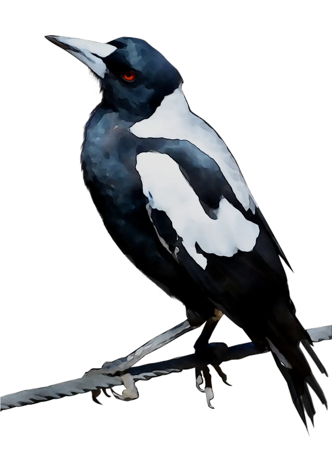 Black-Billed Magpie Sitting on Wire