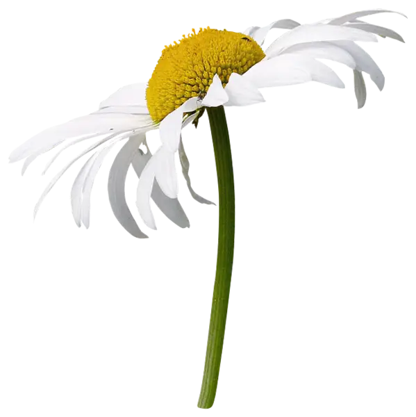 Minimalist Daisy Flower Illustration