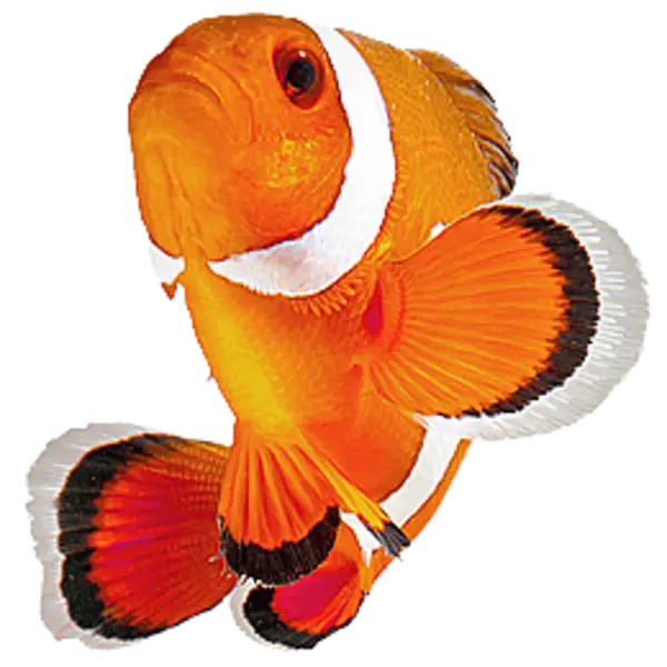 Orange Clownfish in the Ocean