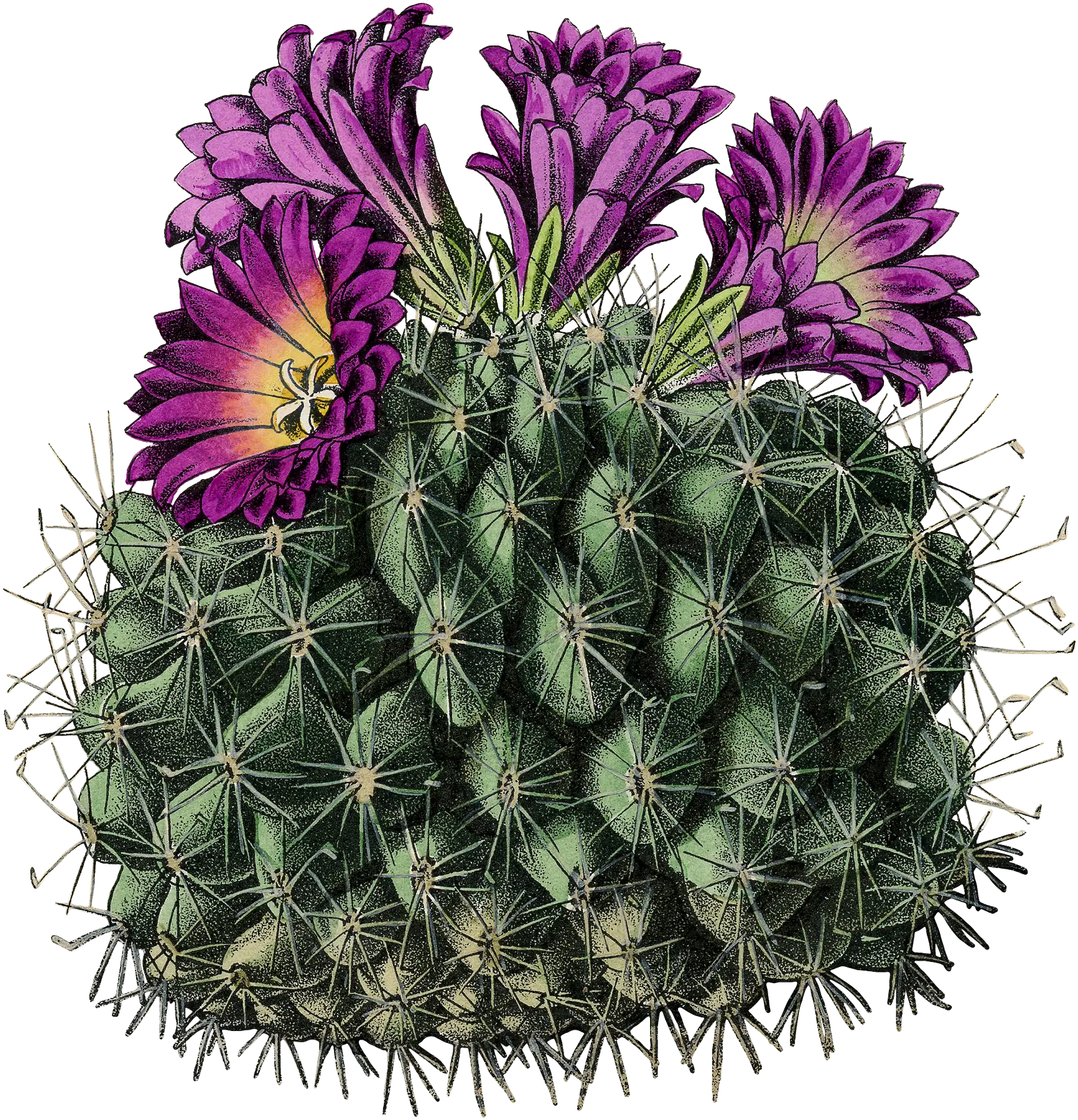 Cactus with Purple Flowers