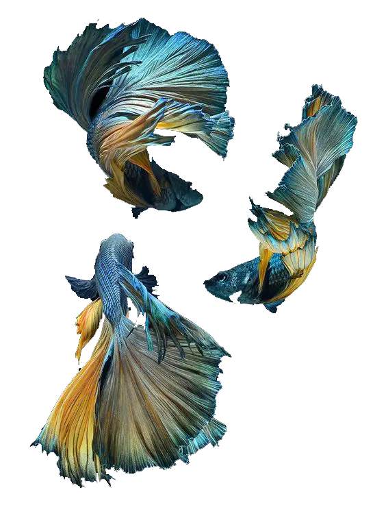 Vibrant Betta Fish in Aquatic Environment