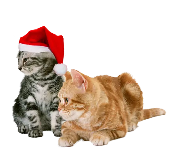 Cats with Santa Hat Illustration