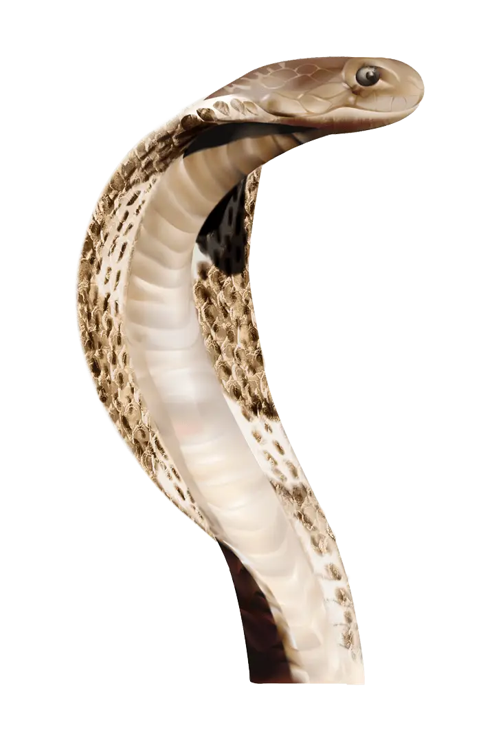 Cobra Snake