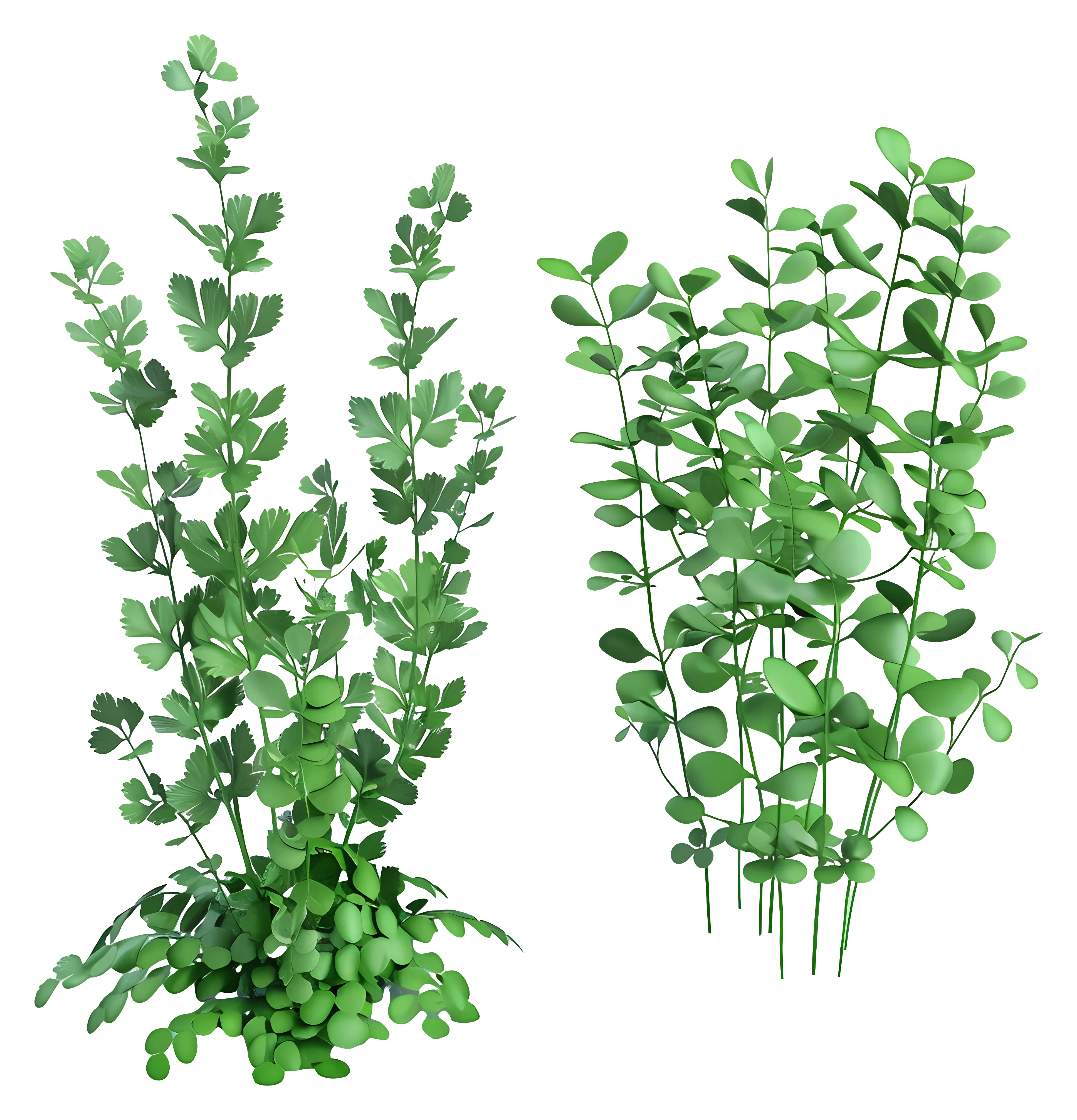 Green Foliage Plants
