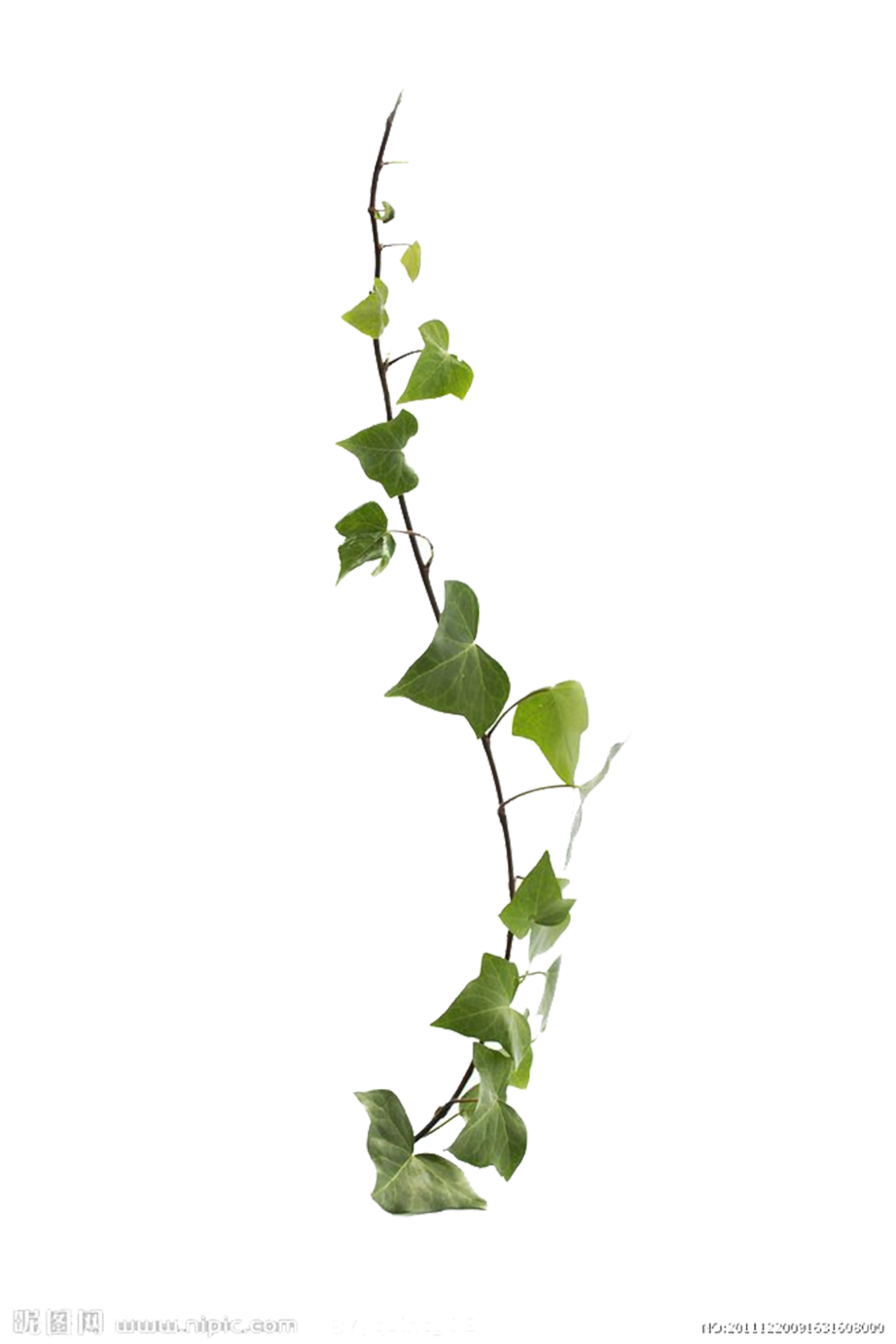 Green Ivy Vine Illustration