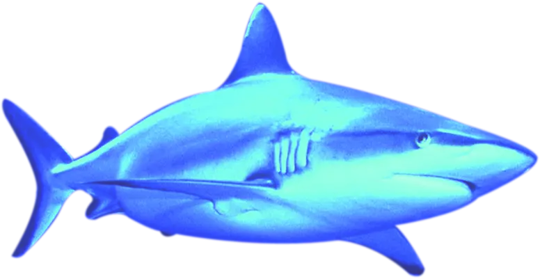 Blue Shark Illustration