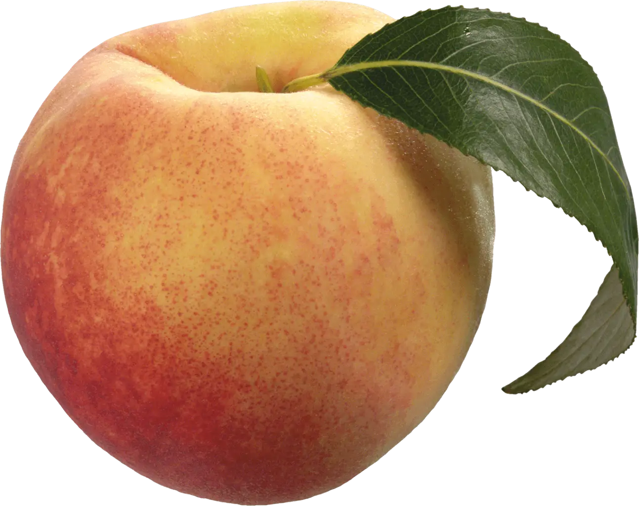 Juicy Peach Fruit with Leaf