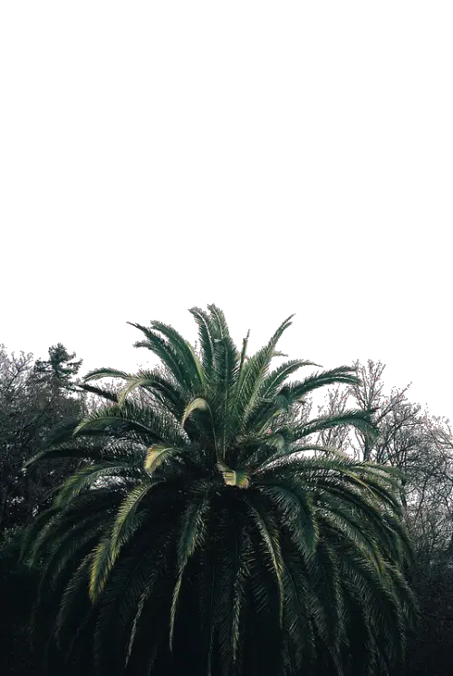 Tropical Palm Tree