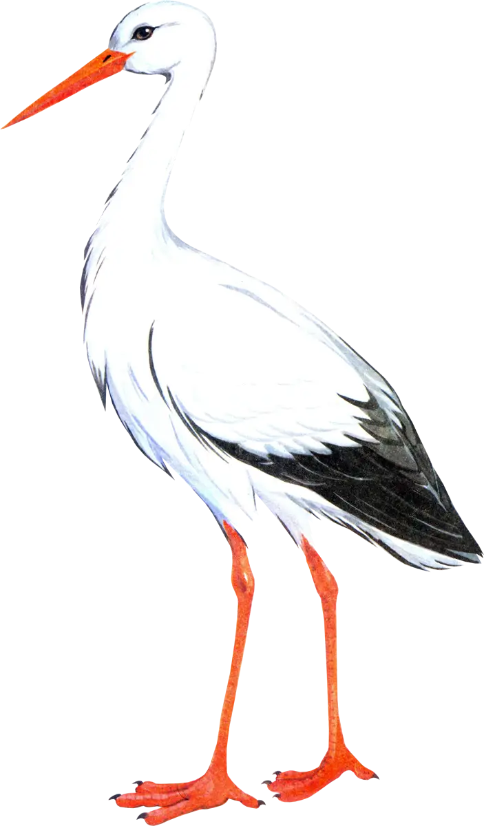 Elegant White Stork Illustration