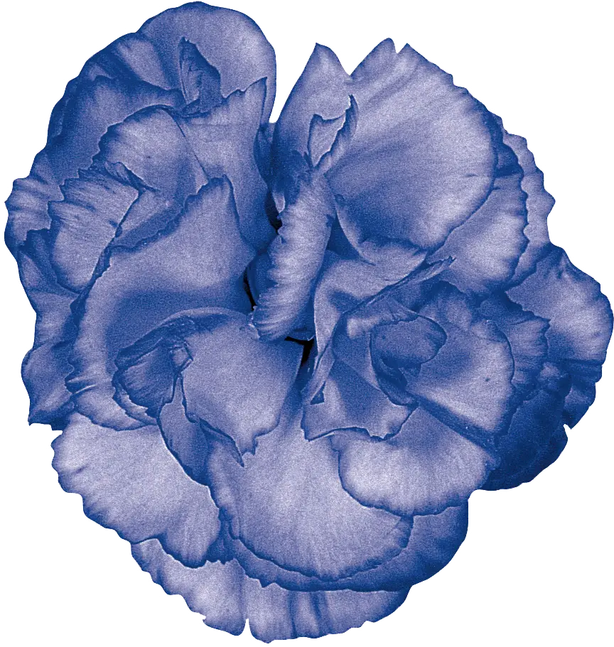 Detailed Blue Carnation Flower Illustration
