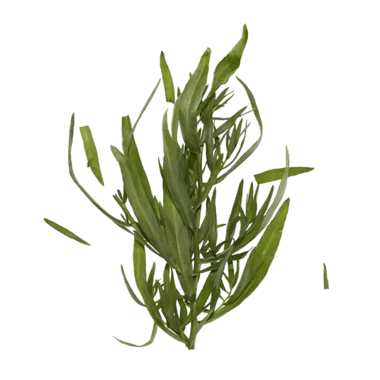 Fresh Green Tarragon Herb