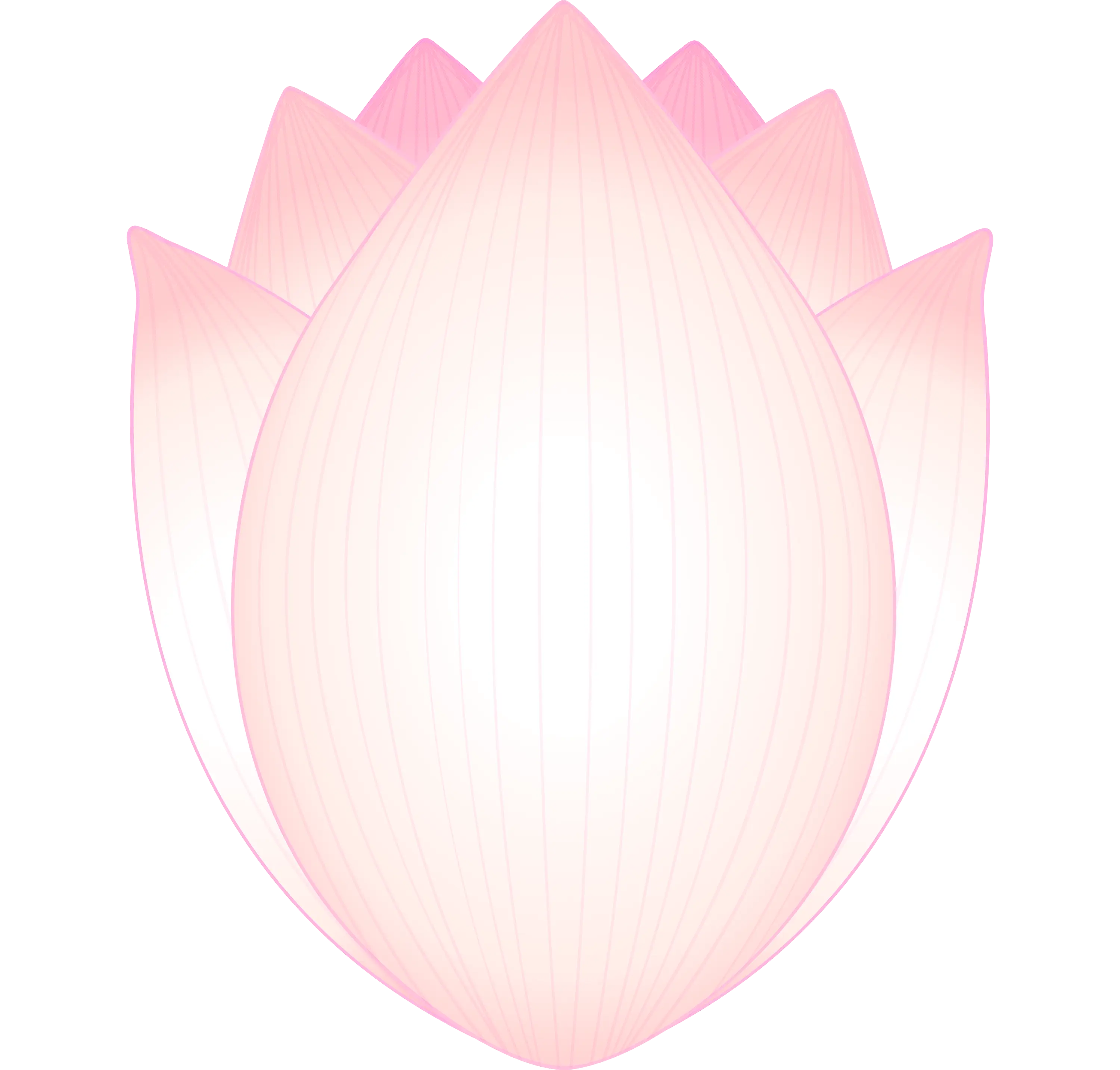 Minimalist Pink Lotus Bud Illustration
