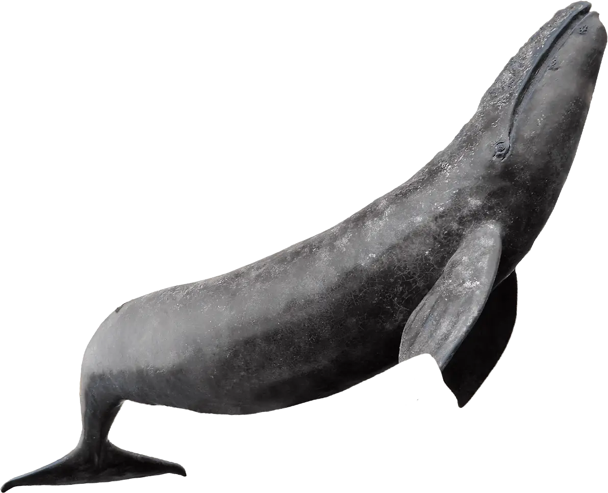 Large Marine Whale
