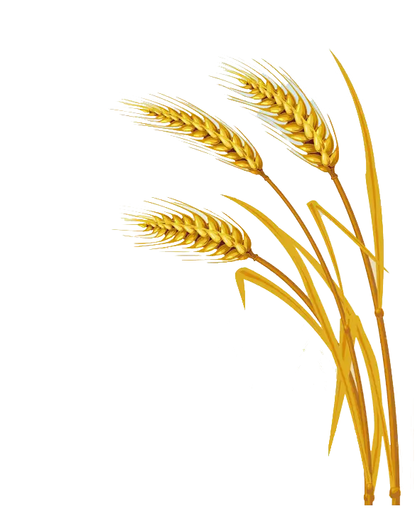 Golden Wheat Stems for Harvest Season