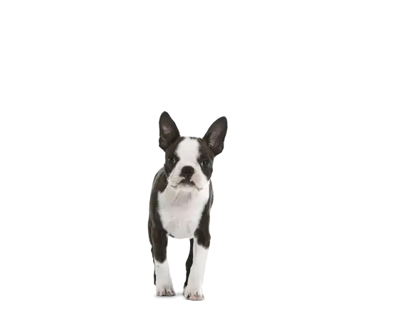Adorable Black and White Small Dog