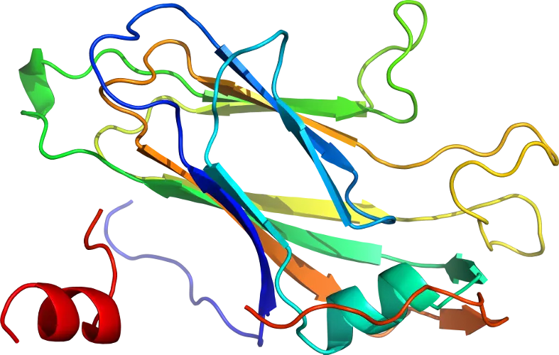 Protein Structure Visualization in Ribbon Model