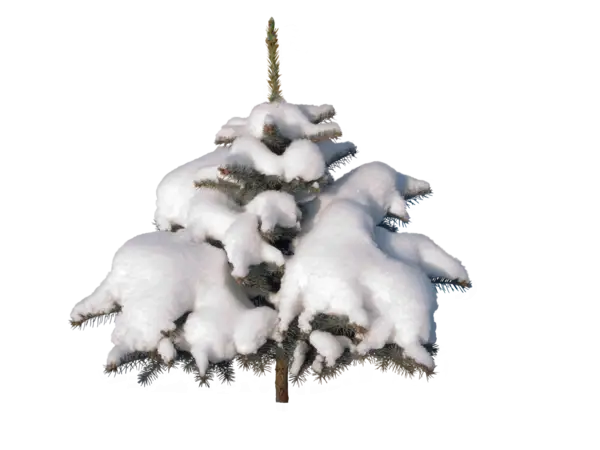 Snow-Covered Evergreen Tree