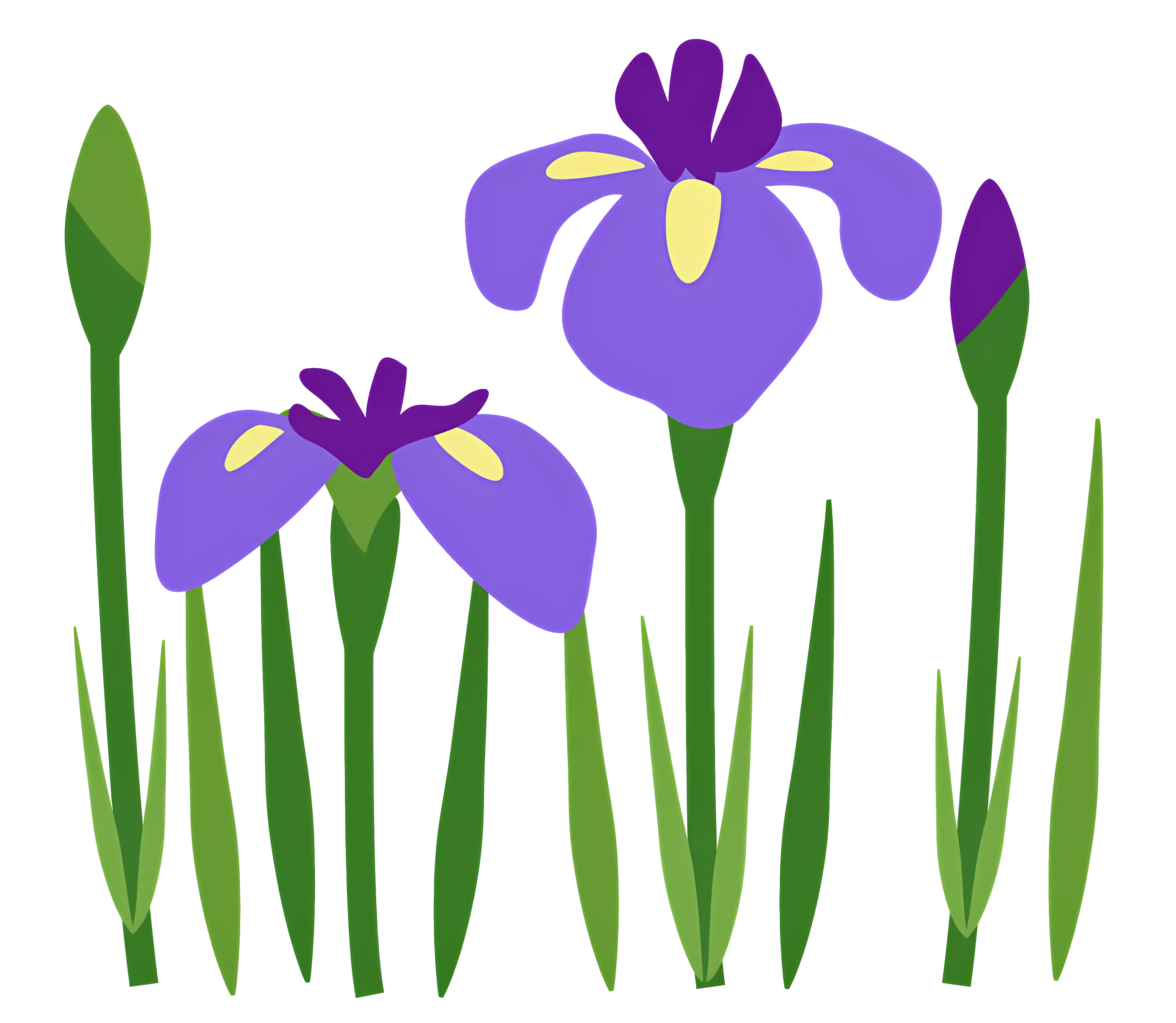 Purple Iris Flowers in Bloom