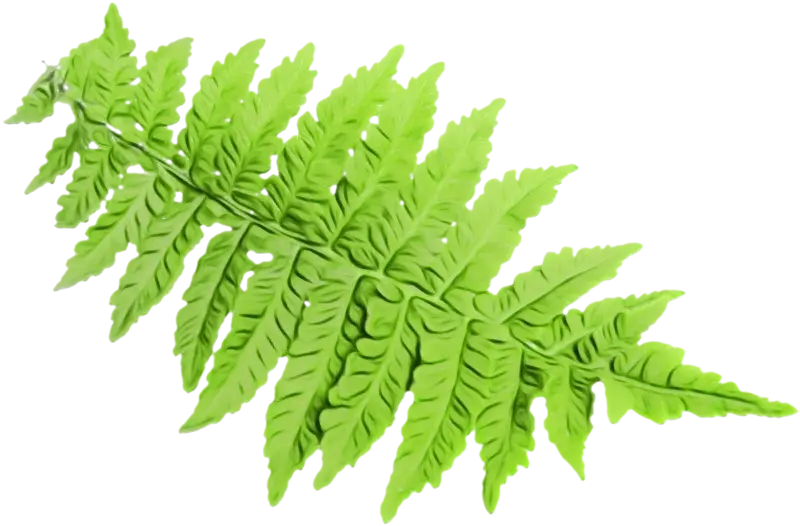 Green Fern Leaf Illustration
