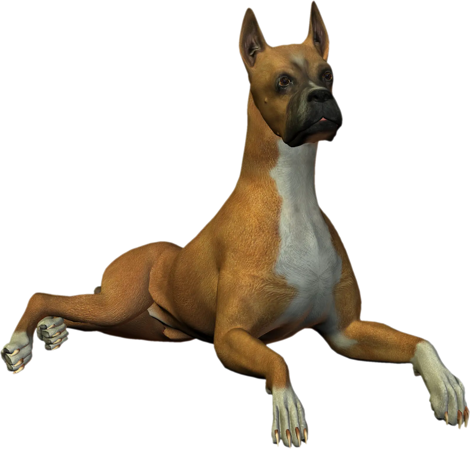 Alert Brown Boxer Dog Lying Down