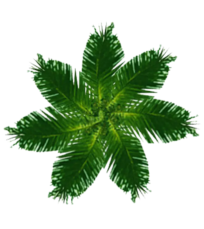Illustration of Green Palm Leaves