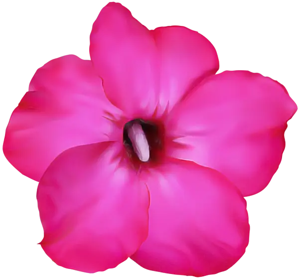 Pink Hibiscus Flower Illustration